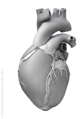 3d human heart model free download